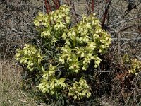 Helleborus foetidus 1, Stinkend nieskruid, Saxifraga-Jan van der Straaten