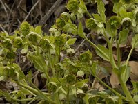 Helleborus foetidus 10, Stinkend nieskruid, Saxifraga-Willem van Kruijsbergen