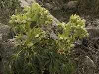 Helleborus foetidus 13, Stinkend nieskruid, Saxifraga-Willem van Kruijsbergen