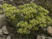 Helleborus foetidus 14, Stinkend nieskruid, Saxifraga-Willem van Kruijsbergen