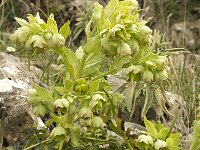 Helleborus foetidus 18, Stinkend nieskruid, Saxifraga-Jan van der Straaten