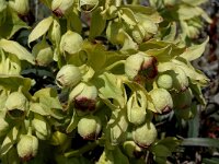 Helleborus foetidus 2, Stinkend nieskruid, Saxifraga-Jan van der Straaten