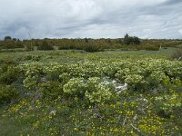 Helleborus foetidus 20, Stinkend nieskruid, Saxifraga-Willem van Kruijsbergen