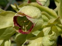 Helleborus foetidus 3, Stinkend nieskruid, Saxifraga-Jan van der Straaten