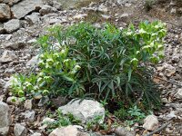 Helleborus foetidus 30, Stinkend nieskruid, Saxifraga-Ed Stikvoort