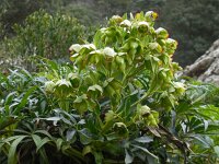 Helleborus foetidus 31, Stinkend nieskruid, Saxifraga-Ed Stikvoort