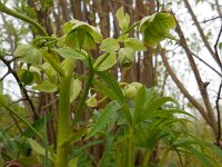 Helleborus foetidus 33, Stinkend nieskruid, Saxifraga-Ed Stikvoort