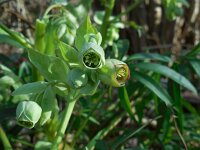 Helleborus foetidus 35, Stinkend nieskruid, Saxifraga-Ed Stikvoort