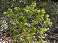 Helleborus foetidus 37, Stinkend nieskruid, Saxifraga-Luuk Vermeer