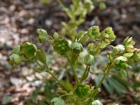 Helleborus foetidus 38, Stinkend nieskruid, Saxifraga-Luuk Vermeer