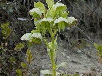 Helleborus foetidus 5, Stinkend nieskruid, Saxifraga-Willem van Kruijsbergen