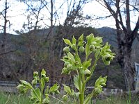 Helleborus foetidus 6, Stinkend nieskruid, Saxifraga-Jeroen Willemsen