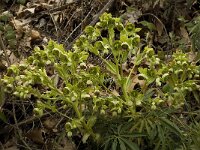 Helleborus foetidus 7, Stinkend nieskruid, Saxifraga-Jan van der Straaten