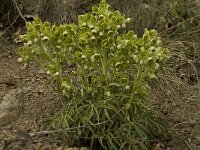 Helleborus foetidus 8, Stinkend nieskruid, Saxifraga-Willem van Kruijsbergen