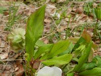 Helleborus niger 10, Saxifraga-Rutger Barendse