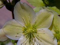 Helleborus niger 3, Saxifraga-Jan van der Straaten