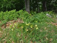 Helleborus odorus ssp cyclophyllus 1, Saxifraga-Harry Jans