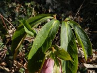 Helleborus orientalis 11, Saxifraga-Rutger Barendse