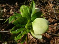 Helleborus orientalis 4, Saxifraga-Rutger Barendse