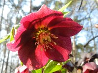 Helleborus orientalis 5, Saxifraga-Rutger Barendse