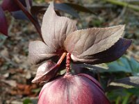 Helleborus orientalis 6, Saxifraga-Rutger Barendse