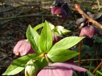 Helleborus orientalis 8, Saxifraga-Rutger Barendse
