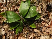Helleborus orientalis 9, Saxifraga-Rutger Barendse
