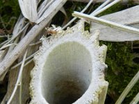 Heracleum mantegazzianum 19, Reuzenberenklauw, Saxifraga-Rutger Barendse