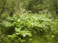 Heracleum mantegazzianum 1, Reuzenberenklauw, Saxifraga-Roel Meijer
