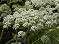 Heracleum mantegazzianum 13, Reuzenberenklauw, Saxifraga-Jan van der Straaten