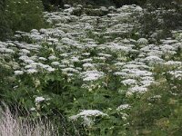 Heracleum mantegazzianum 14, Reuzenberenklauw, Saxifraga-Peter Meininger