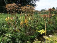Heracleum mantegazzianum 15, Reuzenberenklauw, Saxifraga-Hans Boll