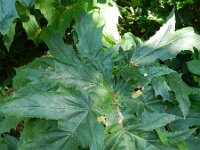 Heracleum mantegazzianum 21, Reuzenberenklauw, Saxifraga-Rutger Barendse