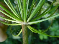 Heracleum mantegazzianum 22, Reuzenberenklauw, Saxifraga-Rutger Barendse