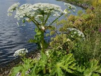 Heracleum mantegazzianum 29, Reuzenberenklauw, Saxifraga-Ed Stikvoort