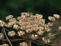 Heracleum mantegazzianum 4, Reuzenberenklauw, Saxifraga-Rudmer Zwerver