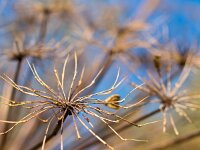 Heracleum mantegazzianum 6, Reuzenberenklauw, Saxifraga-Rudmer Zwerver