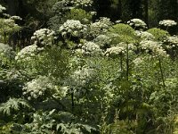 Heracleum mantegazzianum 7, Reuzenberenklauw, Saxifraga-Jan van der Straaten