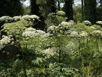 Heracleum mantegazzianum 8, Reuzenberenklauw, Saxifraga-Jan van der Straaten