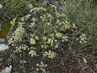 Heracleum pumilum 1, Saxifraga-Jan van der Straaten