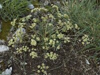 Heracleum pumilum 1, Saxifraga-Jan van der Straaten