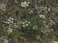 Heracleum pumilum 7, Saxifraga-Willem van Kruijsbergen