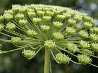 Heracleum sphondylium 1, Gewone berenklauw, Saxifraga-Piet Munsterman