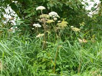 Heracleum sphondylium 14, Gewone berenklauw, Saxifraga-Rudmer Zwerver