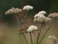 Heracleum sphondylium 17, Gewone berenklauw, Saxifraga-Rudmer Zwerver