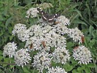 Gewone berenklauw N0177 : Gewone berenklauw, Heracleum sphondylium