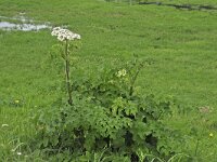 Gewone berenklauw N0223 : Gewone berenklauw, Heracleum sphondylium