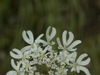 Heracleum sphondylium 2, Gewone berenklauw, Saxifraga-Jan van der Straaten