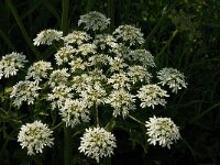 Heracleum sphondylium 20, Gewone berenklauw, Saxifraga-Jan van der Straaten