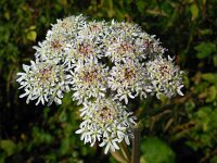 Heracleum sphondylium 25, Gewone berenklauw, Saxifraga-Ed Stikvoort